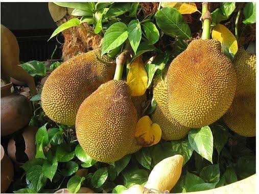 മറ്റൊരു വേനൽക്കാലം കൂടി എത്തി! വെക്കേഷൻ സമയം പ്രിയങ്കരം ആക്കാൻ കുട്ടികളുടെ ഇഷ്ട പഴവർഗങ്ങളും!