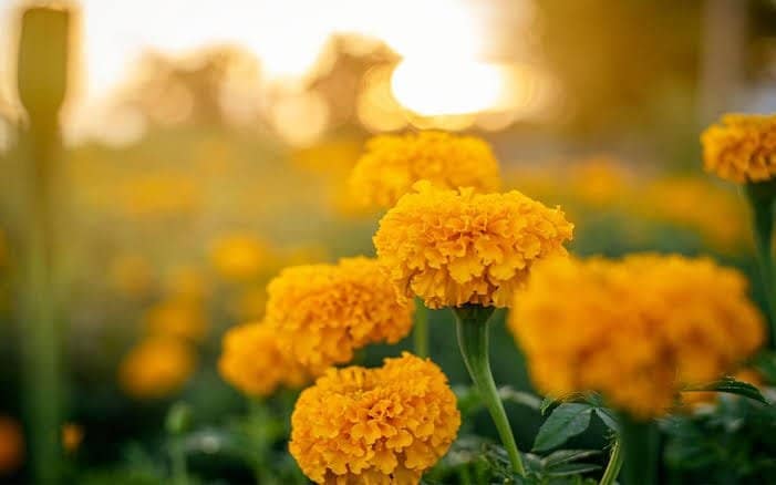 കാലത്തിന്റെ ഒരു പോക്കേ! ഈ ഓണത്തിന് പൂവും വീട്ടിലെത്തും!